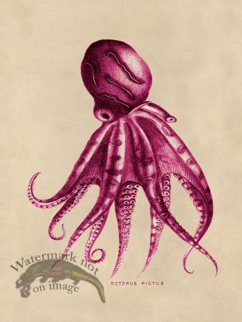 Octopus Pink 10